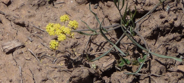 Small yellow wildflower on Pinion Ridge