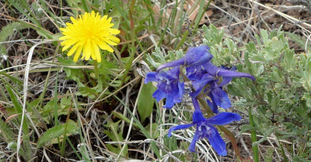 dandelion and blue flower