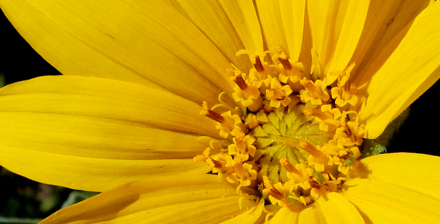 Yellow flower along Last Dollar Road