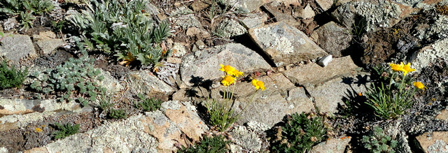 Mosaic of wildflowers and lichen along Last Dollar Road