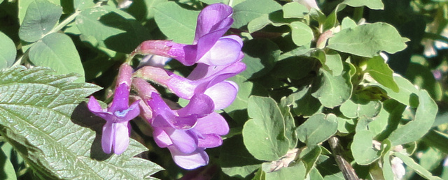 Purple bell-like flowers along Last Dollar Road