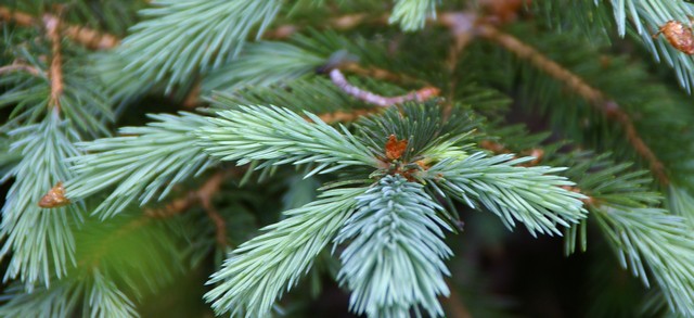 Pine patterns